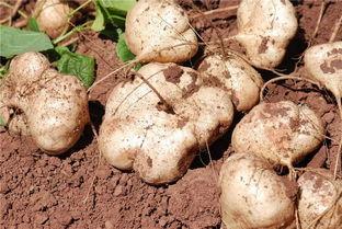 吃土瓜人,一段别样的人生旅程