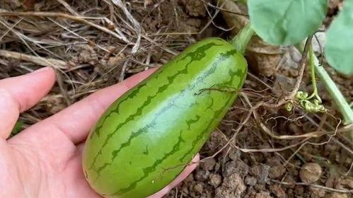 简单吃瓜,轻松了解娱乐圈热点事件